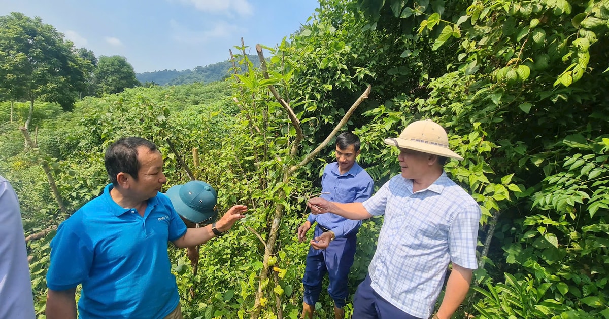 Đổi thay ở Na Kho từ trồng dược liệu