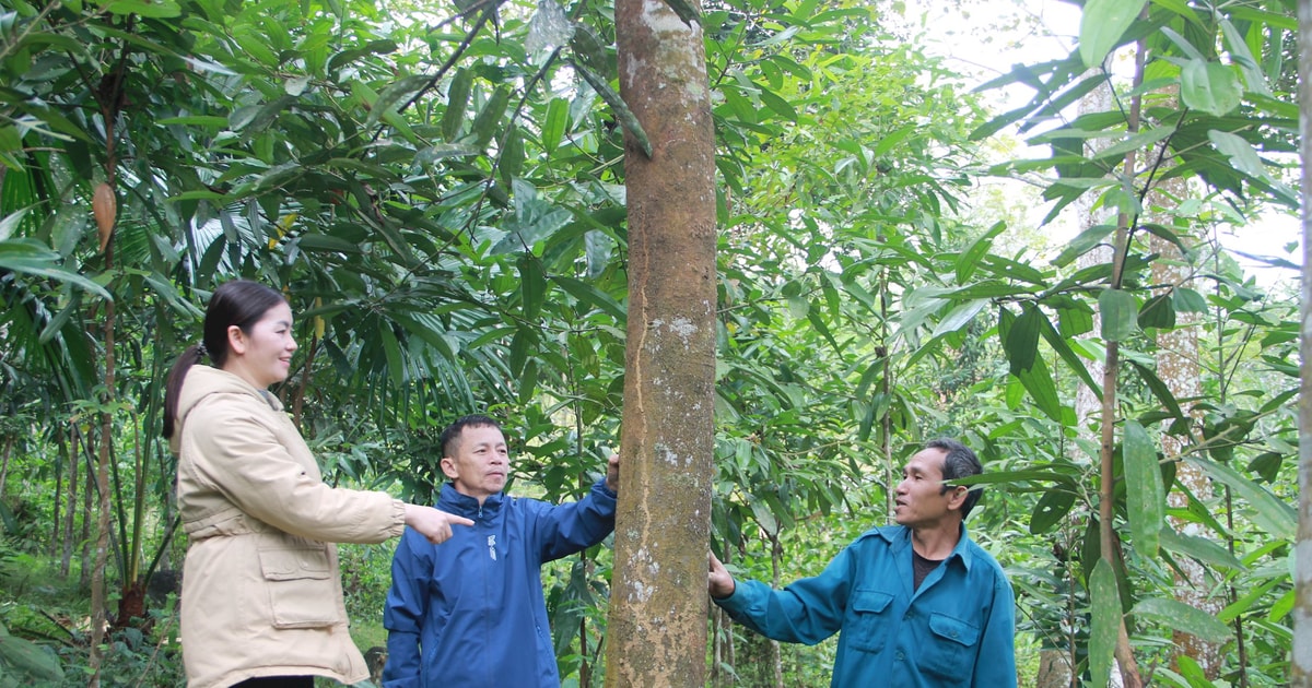 Huyện Quế Phong hy vọng xóa nghèo từ cây quế