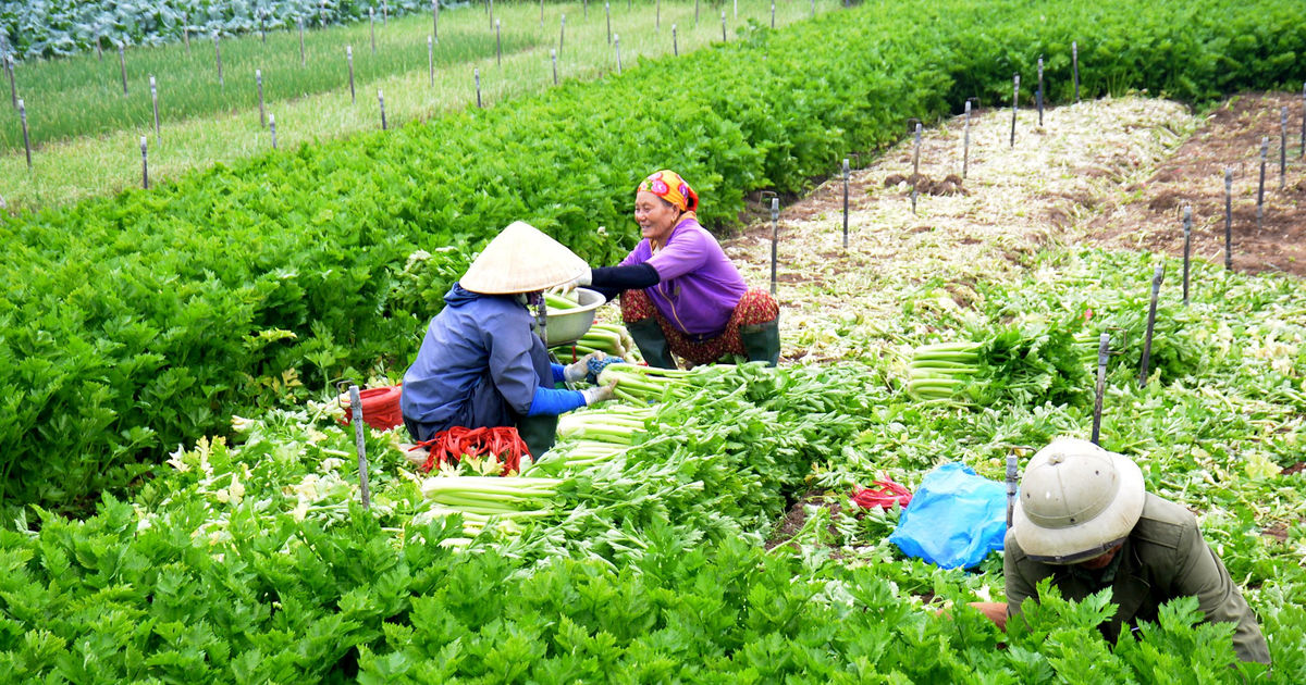 Giá rau Tết tại vựa rau Quỳnh Lưu rớt giá sâu