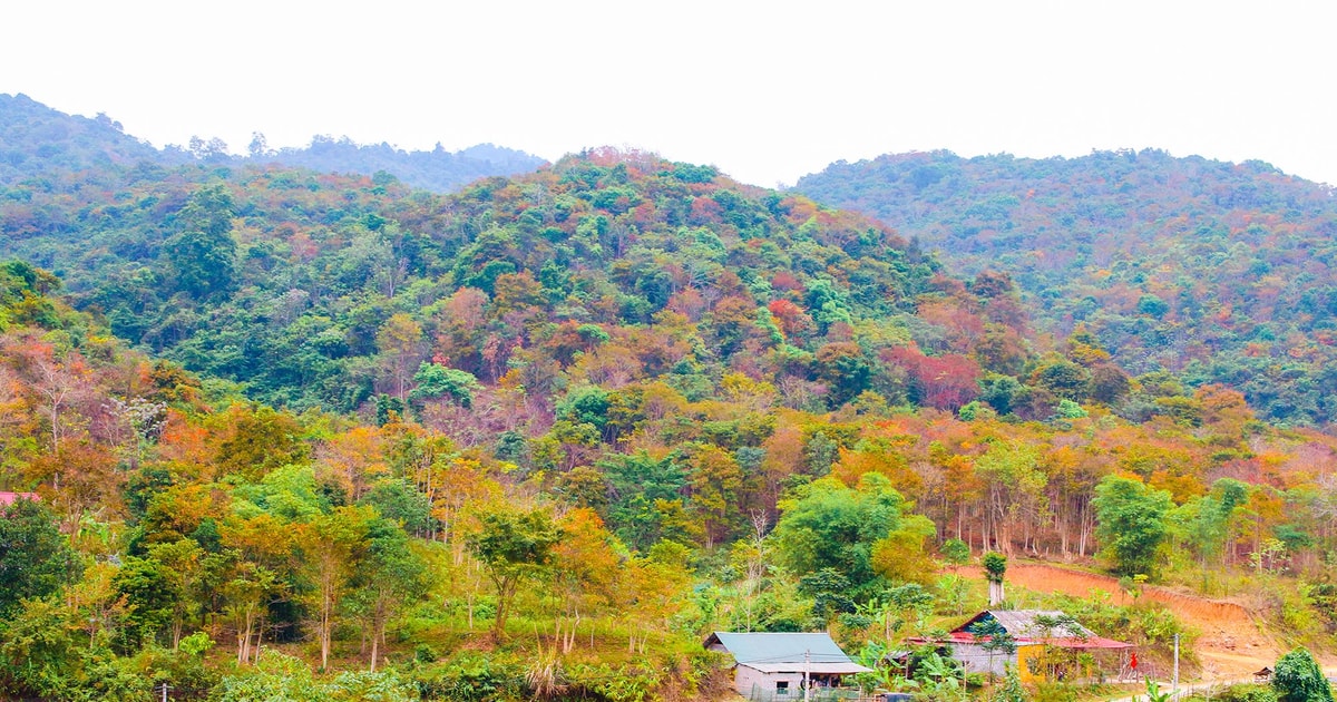 Đẹp ngỡ ngàng những rừng cây miền Tây Nghệ An mùa thay lá