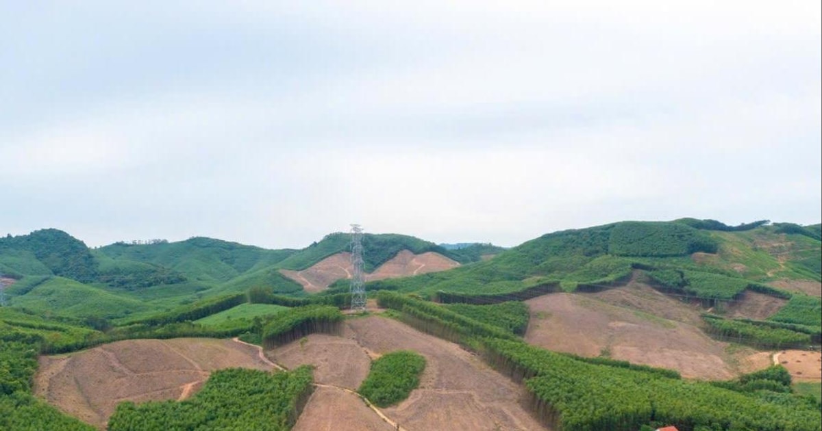 Nghệ An rà soát, xử lý các quy hoạch vùng nguyên liệu gỗ không thực hiện, kém hiệu quả