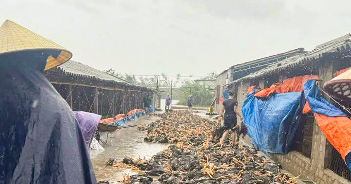 Nhiều trang trại Nghệ An ngập sâu, hàng trăm nghìn con gà bị chết
