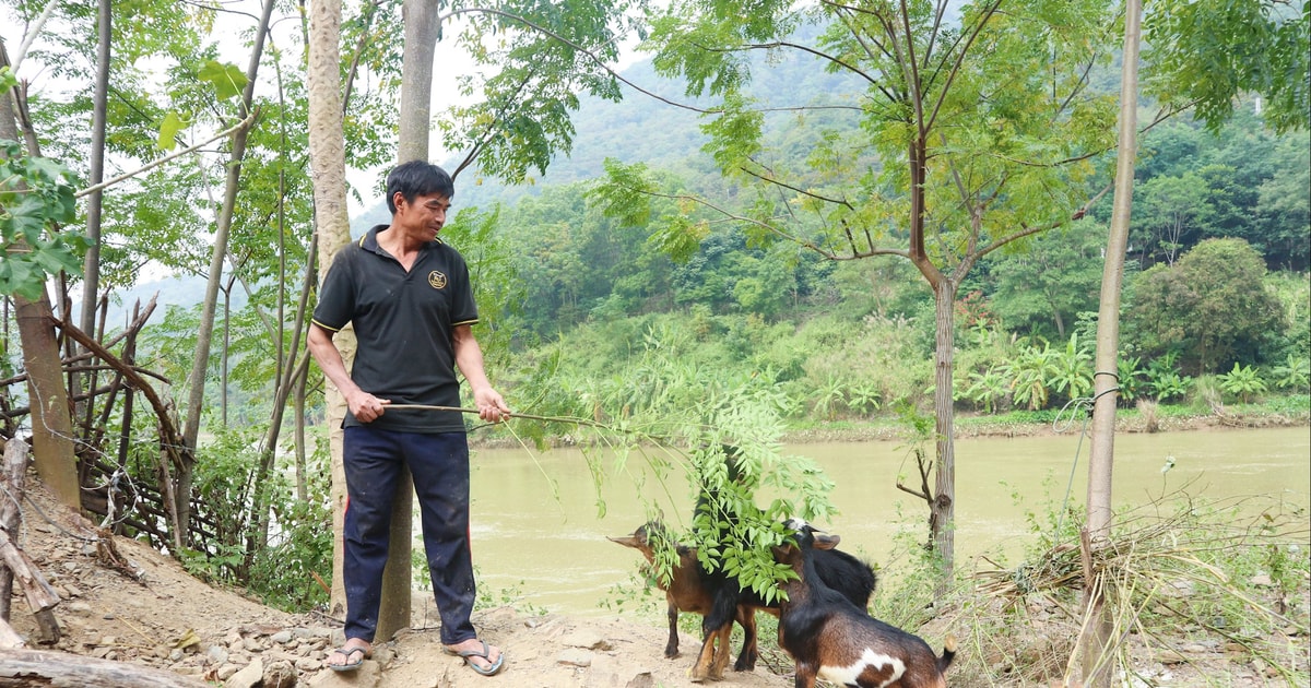 Chính sách phát triển kinh tế - xã hội miền núi hỗ trợ chăn nuôi ở vùng cao Nghệ An