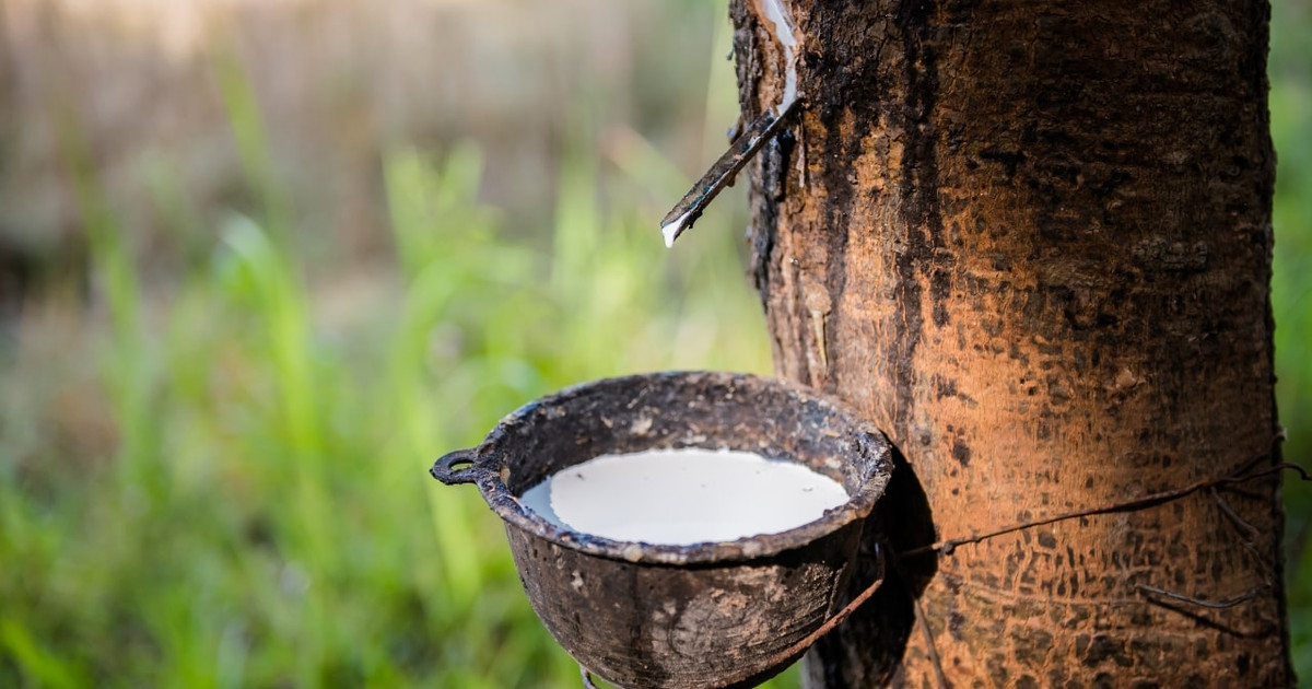 Rubber prices today, January 17th: World market falls by up to 1.5% ...