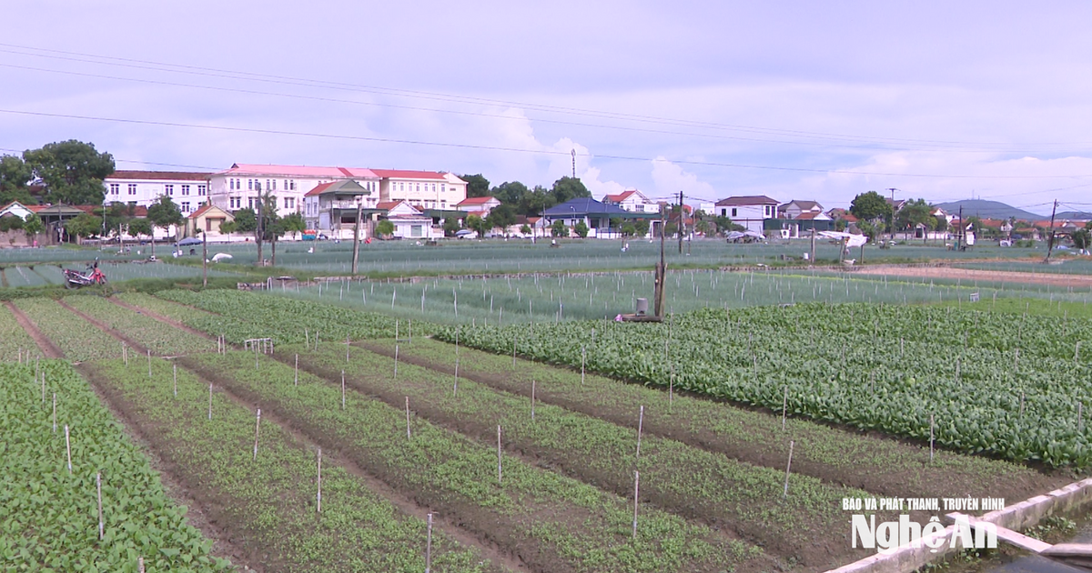 Nghệ An ban hành đơn giá bồi thường thiệt hại về cây trồng, vật nuôi khi Nhà nước thu hồi đất