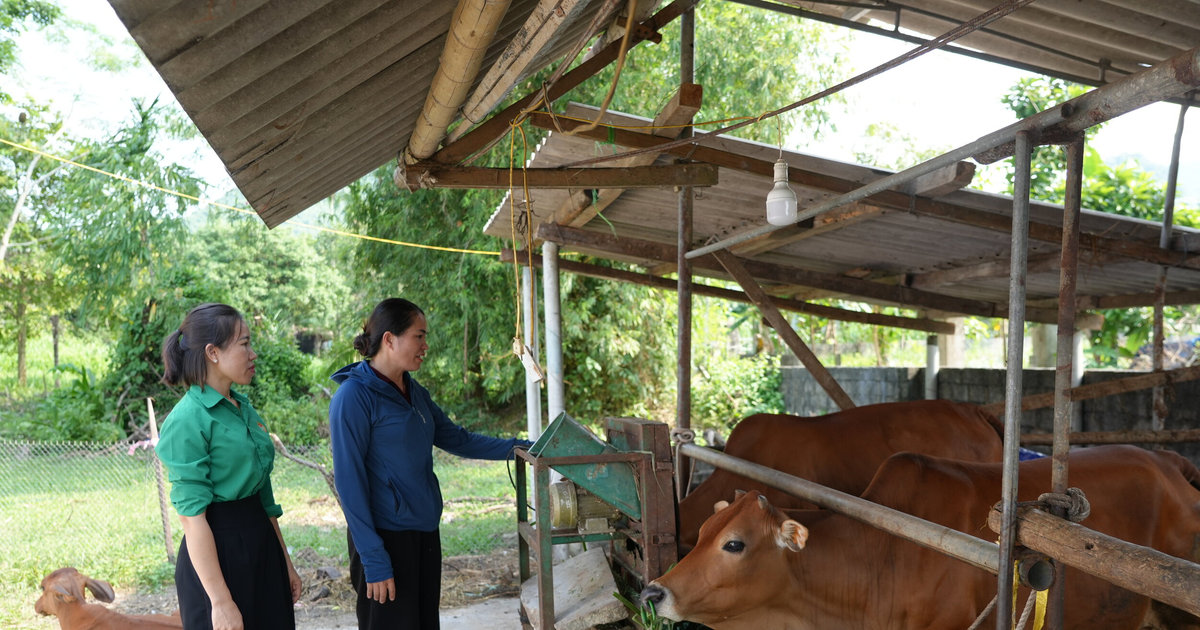 The 'multi-compartment' farm of a Thai ethnic minority female farmer.