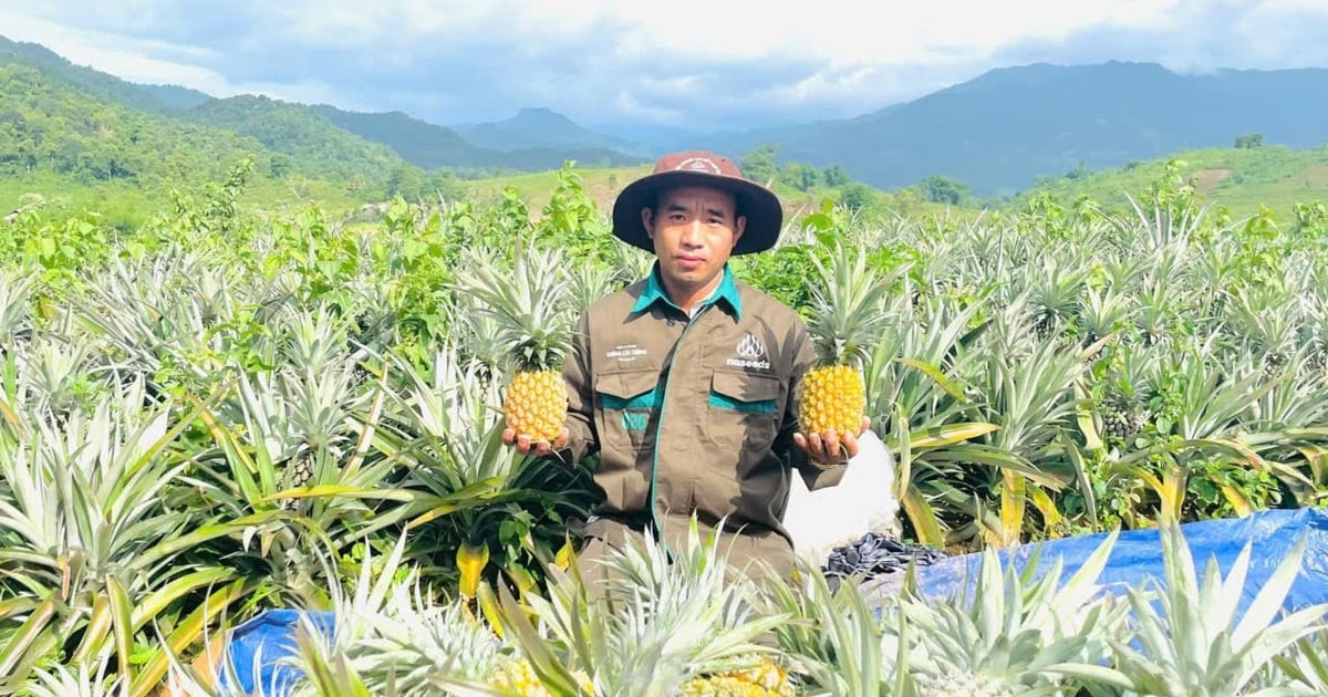Cuộc bứt phá ngoạn mục về phát triển cây dứa ở Nghệ An