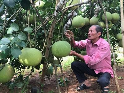 Bưởi hồng Quang Tiến 'hái ra tiền'