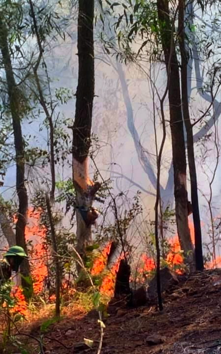 Cháy rừng thông tại Diễn Lộc (Diễn Châu)