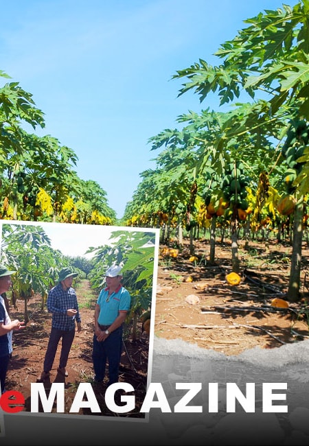 Hạn chế rủi ro trong hợp đồng bao tiêu nông sản