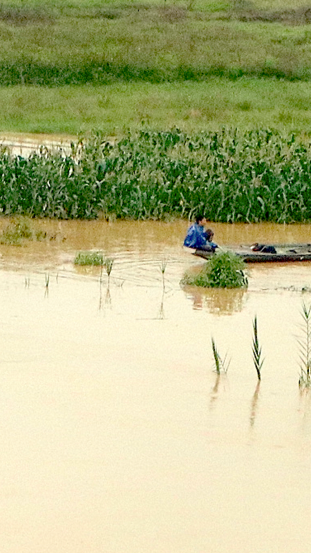 Nông dân Thượng Tân Lộc chèo thuyền thu hoạch ngô bị ngập úng ở bãi bồi ven sông Lam