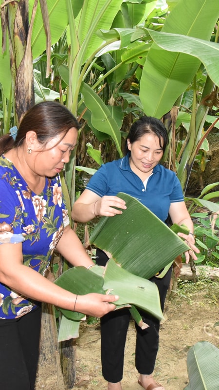 Tổ hợp tác trồng chuối bán từ gốc đến ngọn ở xã vùng cao Nghệ An