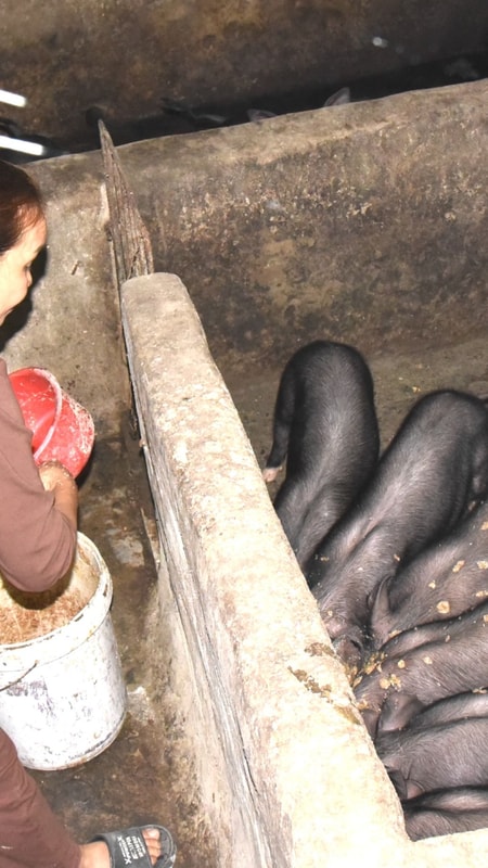 Lợn đen bản địa ở Nghệ An ăn rau cỏ, bã rượu 'đắt' khách dịp Tết