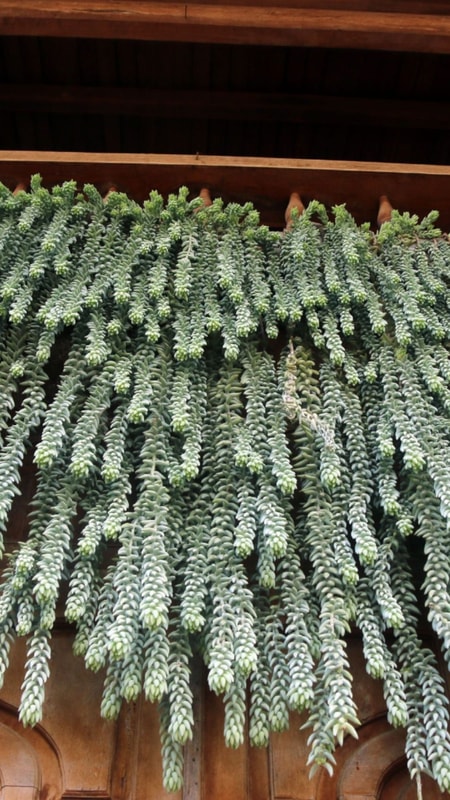 Về Kỳ Sơn ngắm dàn sen đá 'khủng' của người Thái