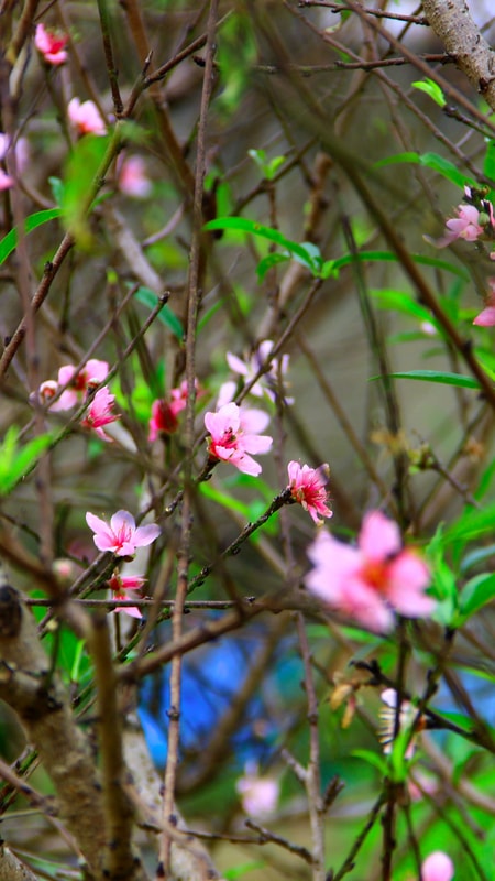 Người trồng đào Tết thấp thỏm vì hoa nở sớm