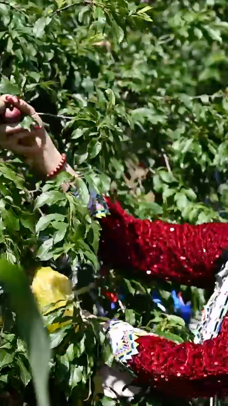 Lên cổng trời Mường Lống xem ngày hội hái mận