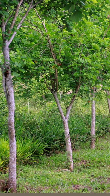Khu rừng hàng ngàn cây bản địa tạo điểm du lịch sinh thái ở miền Tây Nghệ An