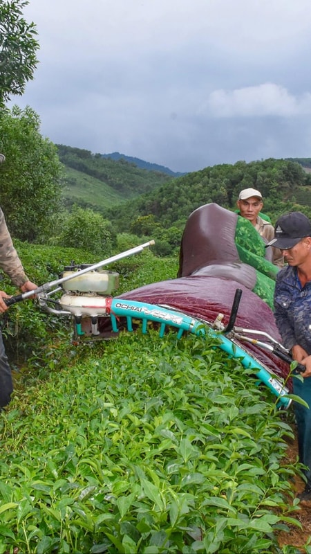 Cây chủ lực xóa nghèo ở khu tái định cư Ngọc Lâm (Thanh Chương)