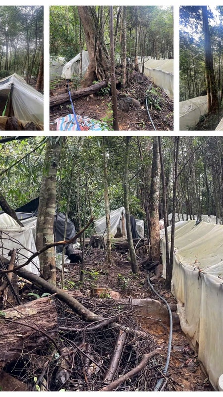 Việc trồng dược liệu của Tập đoàn Y dược sâm Ngọc Linh tác động tiêu cực đến rừng phòng hộ đầu nguồn Puxailaileng?