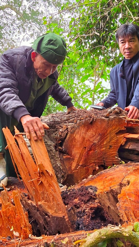 Hàng loạt cây cổ thụ phòng hộ bờ sông Lam ở huyện Anh Sơn bị đốn hạ không thương tiếc
