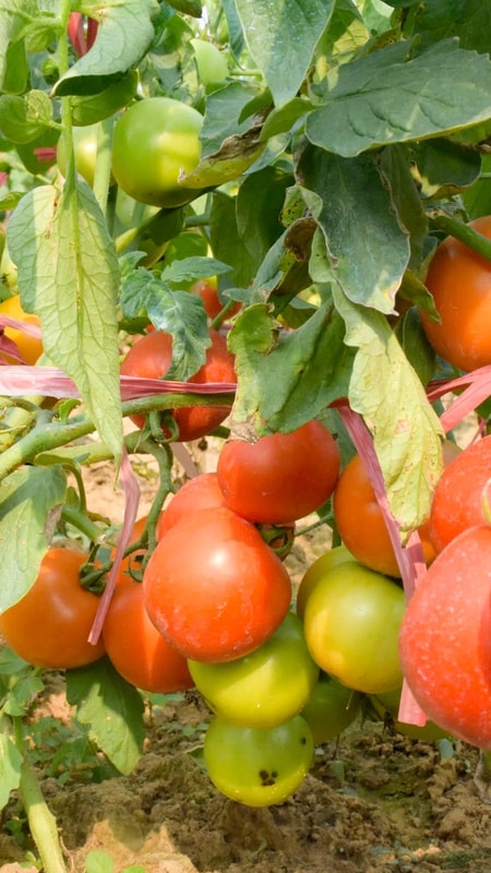 Mùa cà chua chín đỏ vùng bãi ngang Nghệ An