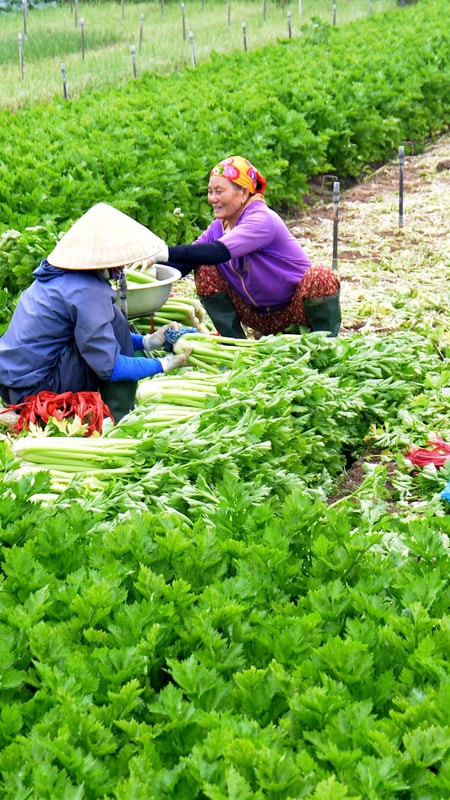 Giá rau Tết tại vựa rau Quỳnh Lưu rớt giá sâu