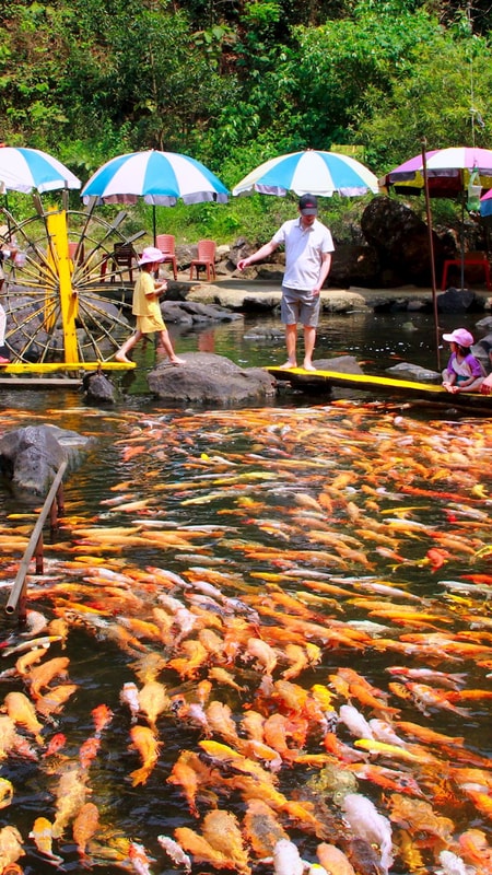 Đã mắt xem hàng nghìn con cá vàng bơi lội dưới suối trong veo ở miền Tây Nghệ An