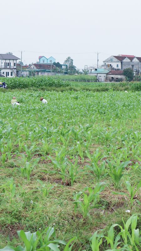 Nông dân Nghệ An tất bật thu hoạch hành tăm OCOP