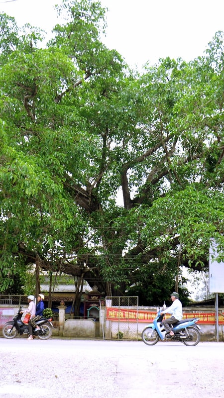 Cây đa chợ Láng - Biểu tượng văn hóa giữa vùng quê lúa của Nghệ An