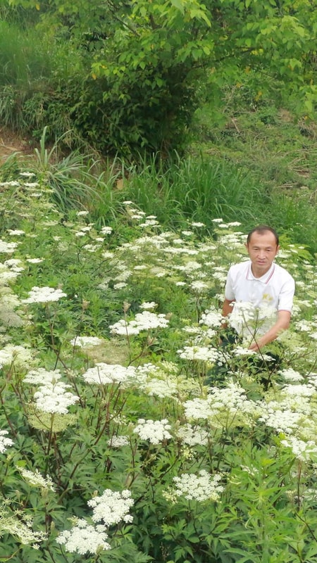 Lão nông người Mông và trang trại cây bản địa trên núi Puxailaileng