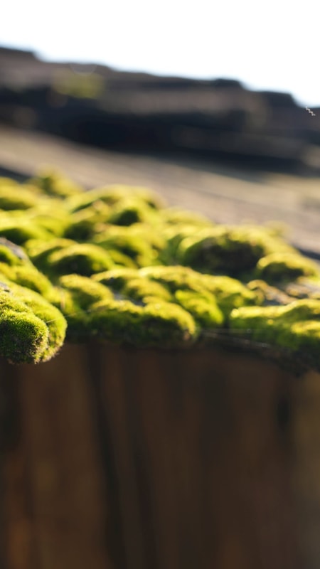 Mái samu - Di sản trăm năm ở Kỳ Sơn