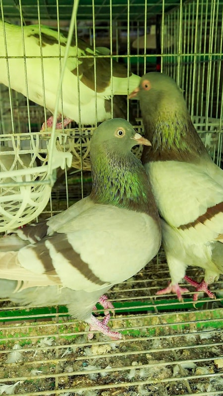 Nuôi bồ câu Titan Thái, chàng trai trẻ thu nhập trăm triệu đồng mỗi năm