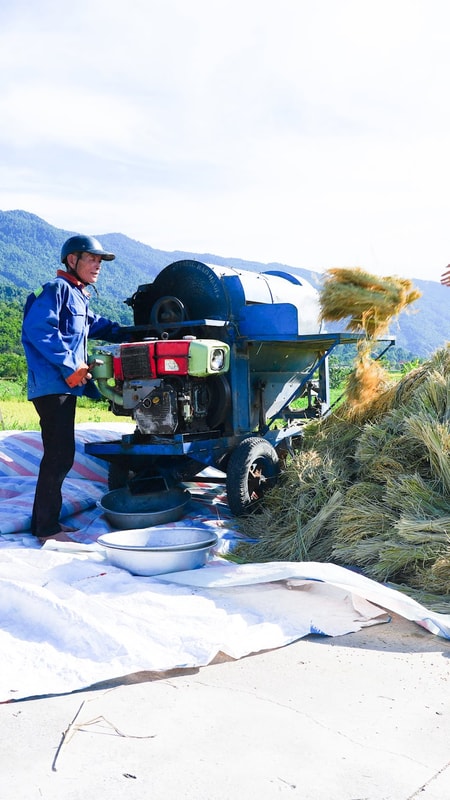 Mùa vàng ở vùng cao Quế Phong