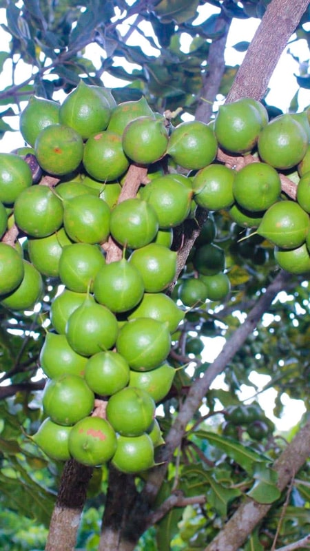 ‘Hạt sinh kế’ bén đất miền biên viễn Nghệ An