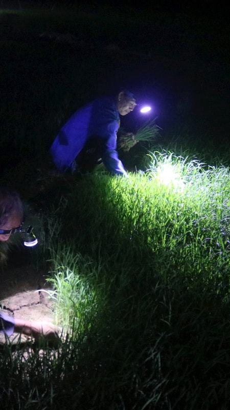 Nông dân Thanh Chương nhổ mạ, cấy đêm tránh nắng