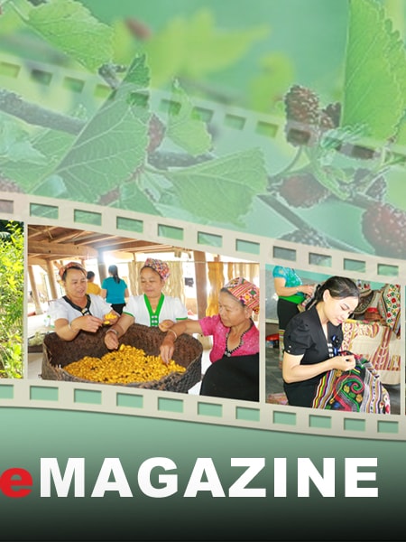 "Giữ lửa" nghề trồng dâu nuôi tằm ở vùng cao