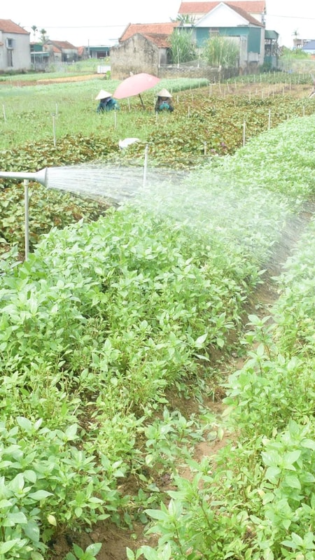 Những mùa rau gia vị trên cát trắng Quỳnh Lưu