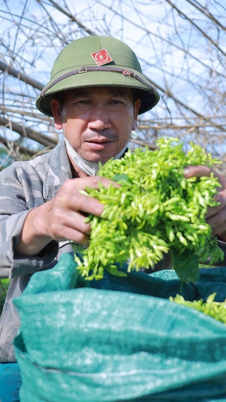 Liên tiếp mất mùa hoa thiên lý, người dân Đại Huệ (Nghệ An) đang thử nghiệm một hướng đi mới