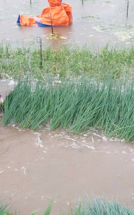 Ảnh hưởng bão số 3, Nghệ An mưa lớn, nhiều diện tích rau màu của người dân ngập trong nước