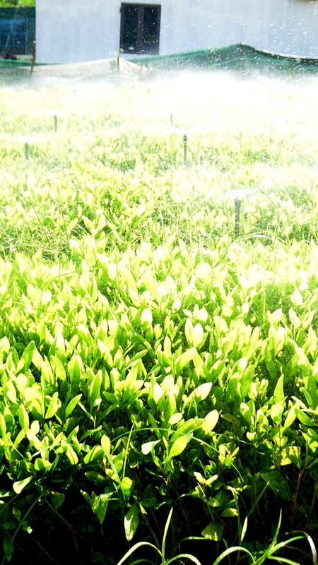 Bí quyết giúp vườn ươm cây giống 'vượt bão' nắng 40 độ C của nông dân xứ Nghệ