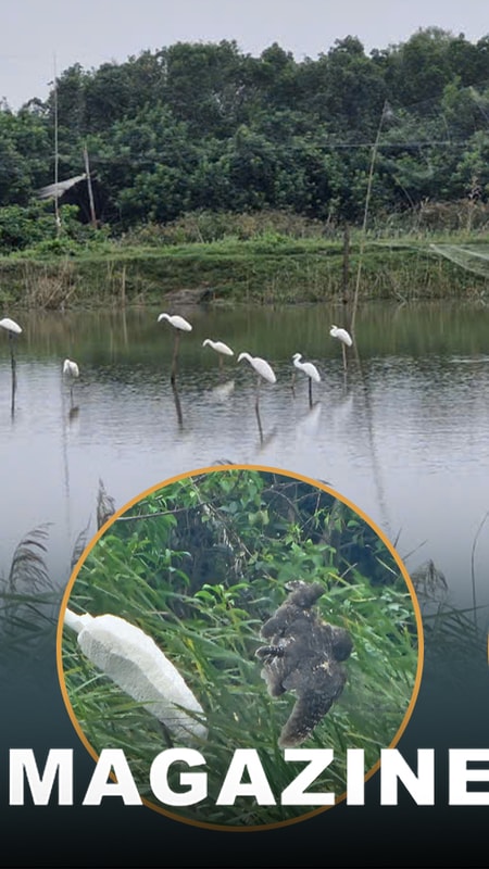 Chim trời, vẫn tìm đường… ra chợ