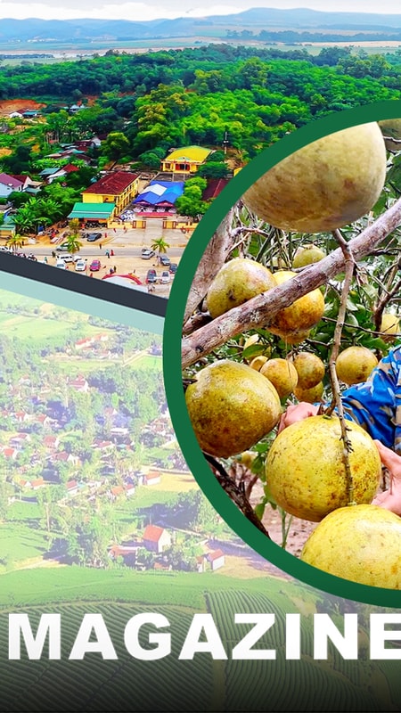 Người lính già và hành trình phủ xanh trên vùng đất khó