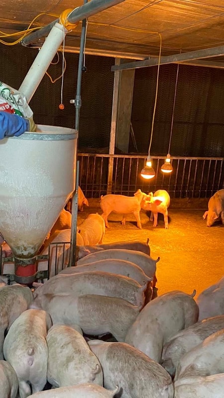 Sớm hỗ trợ người chăn nuôi bị thiệt hại do dịch tả lợn Châu Phi