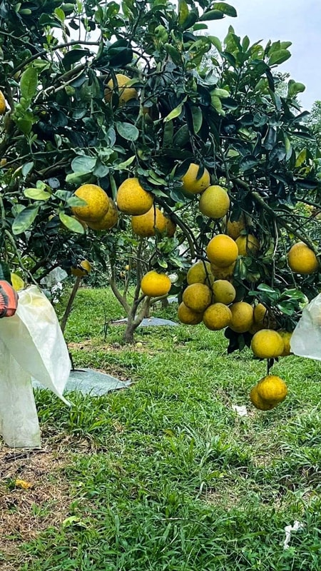 Các nhà vườn Nghệ An "đón" thị trường Tết