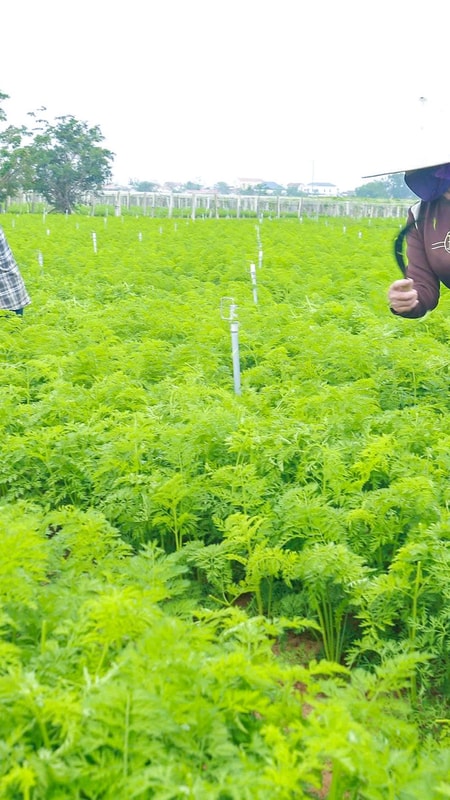 Nông dân Nghệ An thi đua sản xuất gắn với chuyển đổi kinh tế