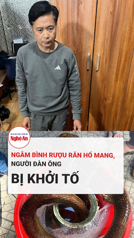 Ngâm bình rượu rắn hổ mang, người đàn ông bị khởi tố