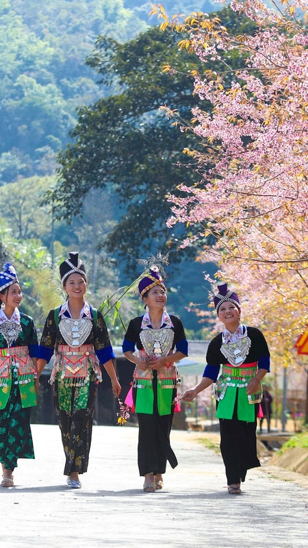 Hoa anh đào thắp hồng Mường Típ