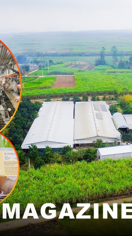 Bài toán con gà - quả trứng và khát vọng làm giàu của chủ trại Lương Sơn