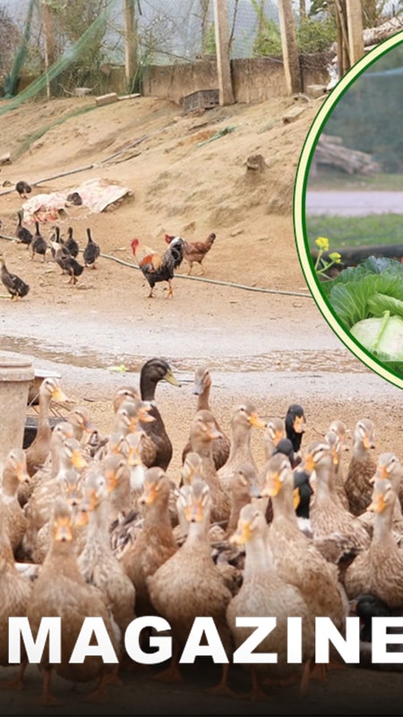 Làm giàu từ vịt bầu bản địa, lan tỏa sinh kế cho người dân