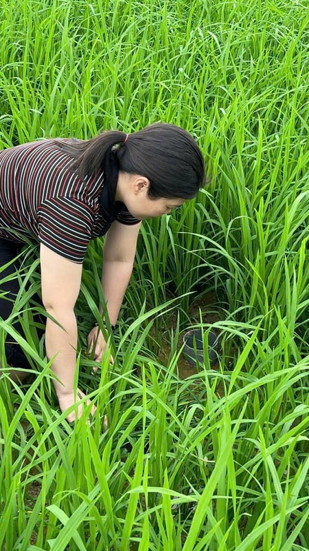 Sản xuất lúa giảm phát thải - Giải pháp cho những cánh đồng hạn hán
